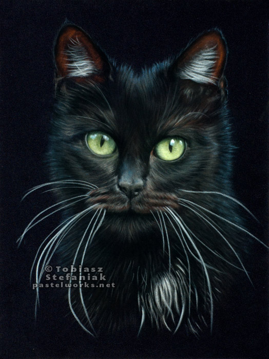 Czarny kot - portret