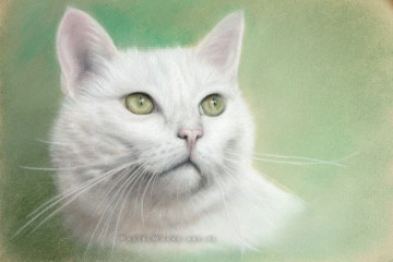 09 white cat2