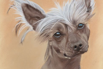 21 chinese crested 1