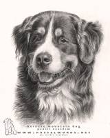 Bernese Mountain Dog Pet Portraits Animal Art