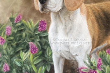 beagle in pastel
