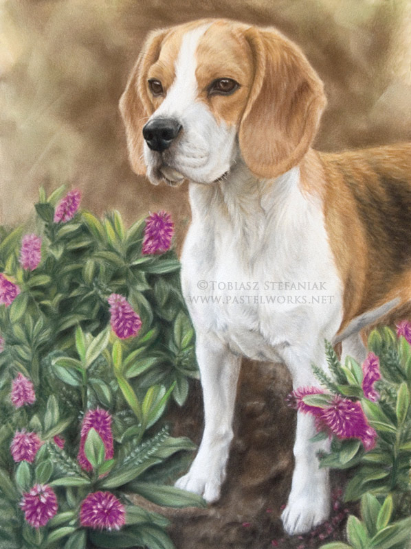 beagle in pastel