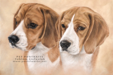 beagles pastel portrait tobiasz stefaniak www pastelworks net
