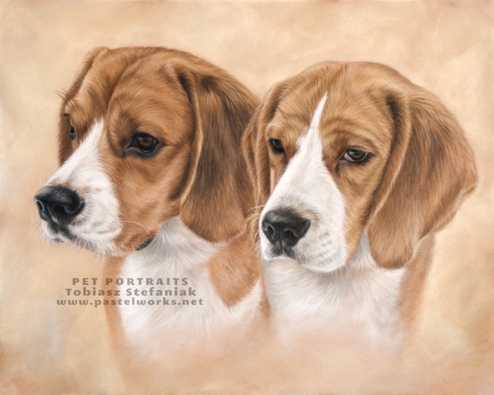 beagles pastel portrait by tobiasz stefaniak