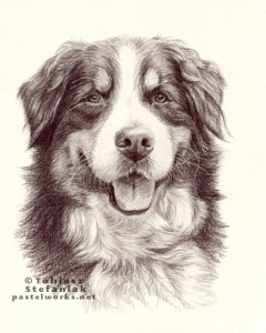bernese dog drawing