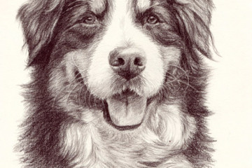 bernese dog drawing