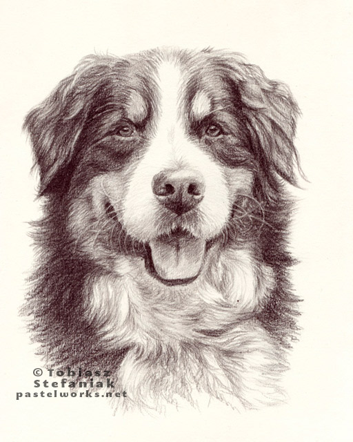 bernese-dog-drawing
