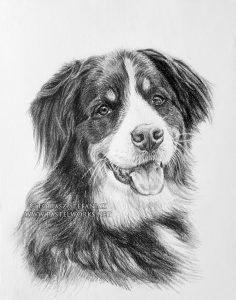 bernese mountain dog drawing by tobiasz stefaniak www pastelworks net