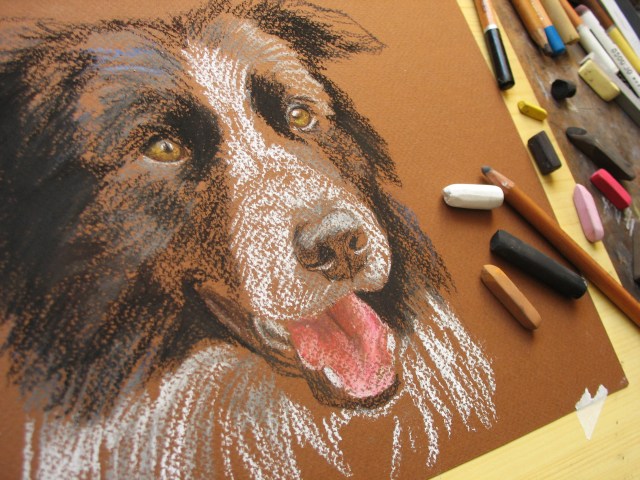 border-collie-drawing-in-progress