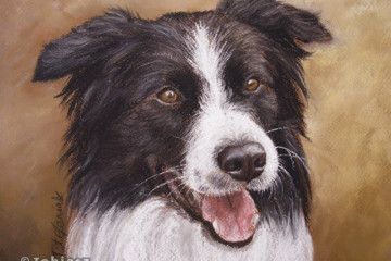 border collie pastel portrait