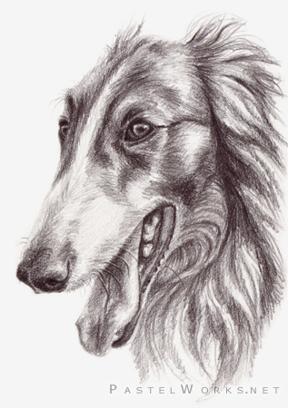 Borzoi, russian wolfhound