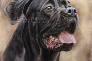 cane corso painting