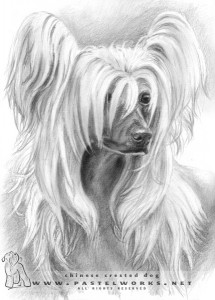chinese crested dog drawing portrait