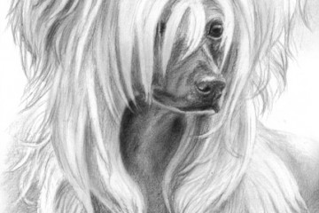 chinese crested dog drawing portrait