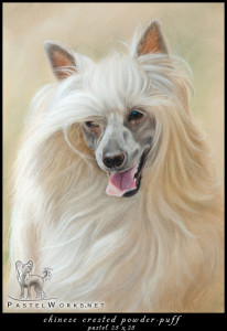 chinese crested pastel portrait