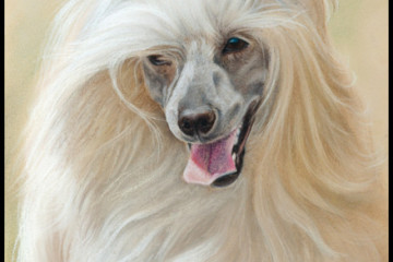 chinese crested pastel portrait
