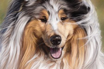 rough collie painting