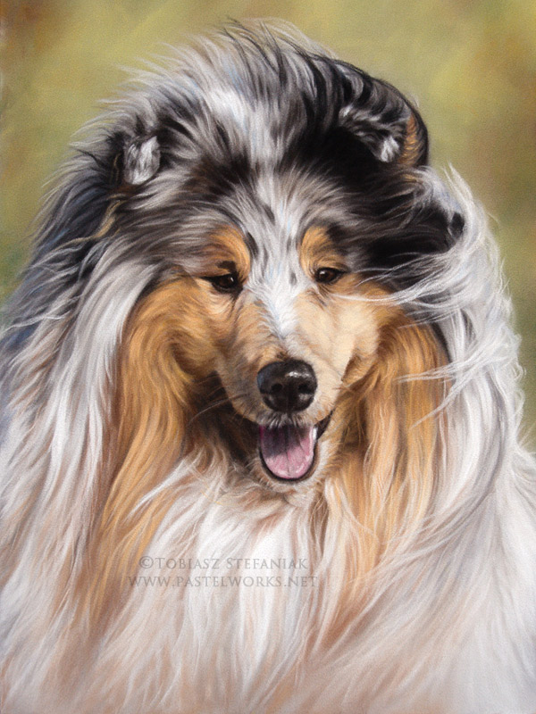 rough collie painting