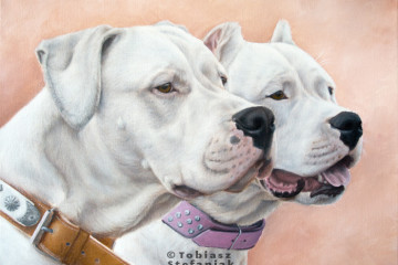 dogo argentino oil painting