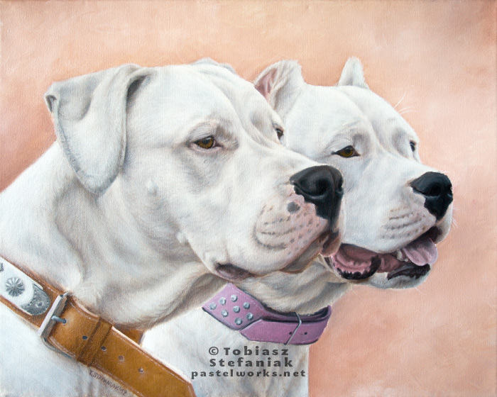 dogo argentino oil painting