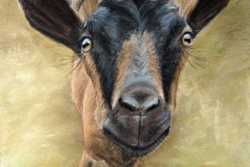 goat pastel