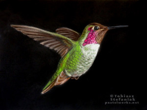 hummingbird pastel drawing koliber www pastelworks net
