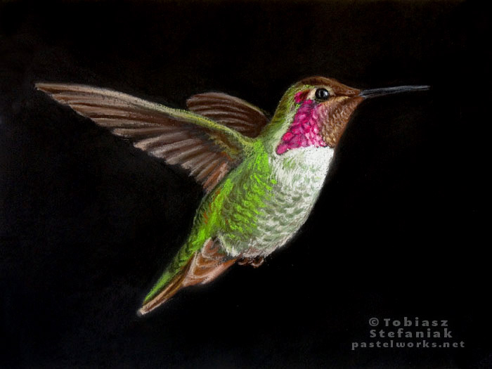 Rysunek pastelowy kolibra