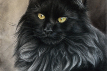 maine coon black cat portrait