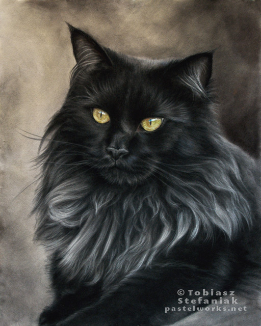 maine coon black cat portrait