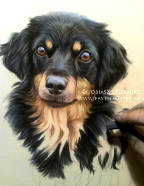 work in progress - black dog pastel painting