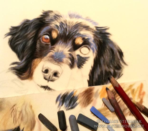 work in progress - black dog pastel painting