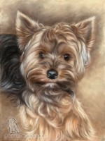 Yorkshire terrier drawing Pet Portraits Animal Art