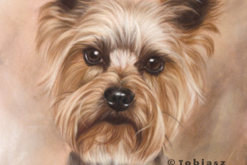 yorkshire terrier portrait drawing