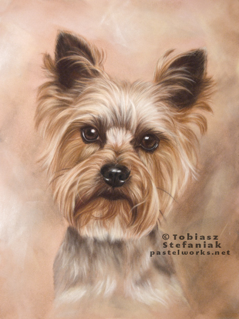 yorkshire terrier portrait drawing