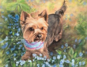 yorkshire terrier in forget me not pastel painting by tobiasz stefaniak www pastelworks net