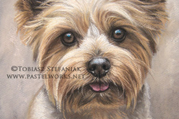 yorkshire terrier www pastelworks net tobiasz stefaniak
